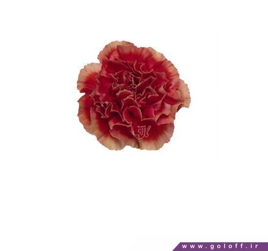 خرید اینترنتی گل طبیعی - گل میخک پیِت - Carnation | گل آف